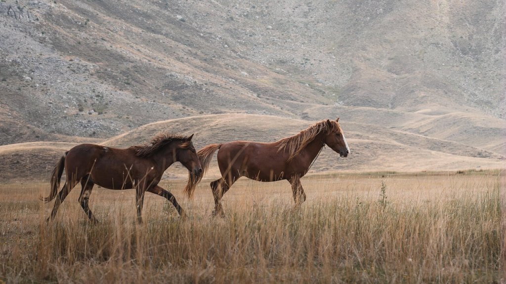Ciencia aplicada al fuego- así comen los caballos en distintas cargas de pastoreo y por qué eso puede ayudar a frenar la propagación de incendios 1