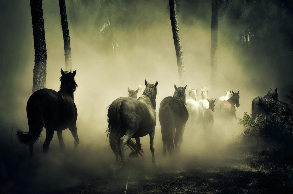 caballos