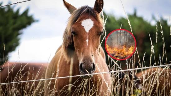 caballos