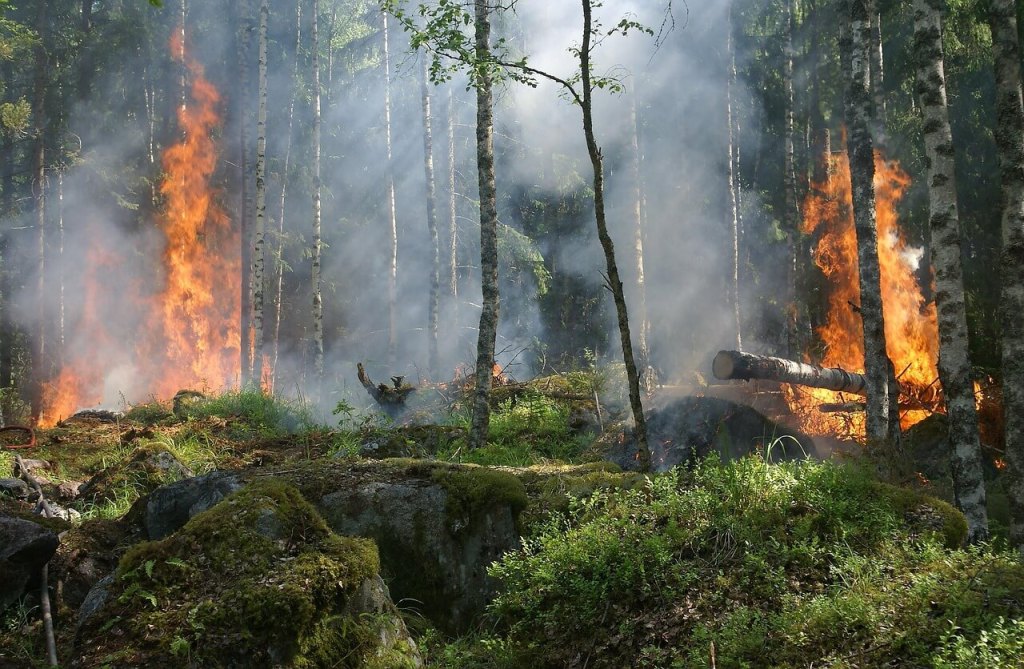 bosque incendios