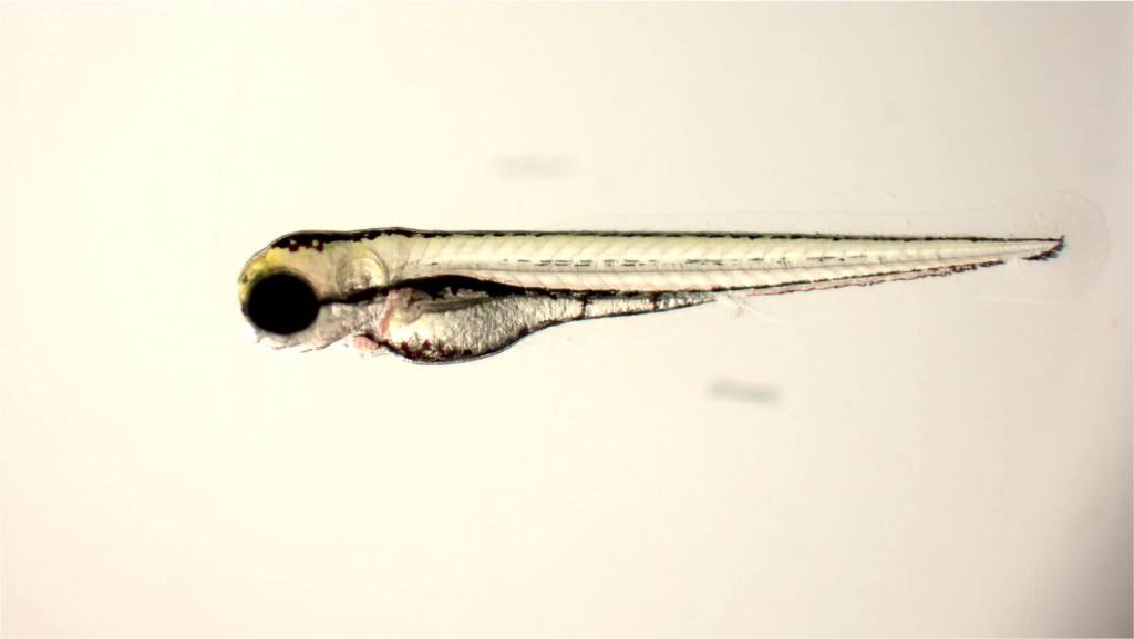 pez cebra
