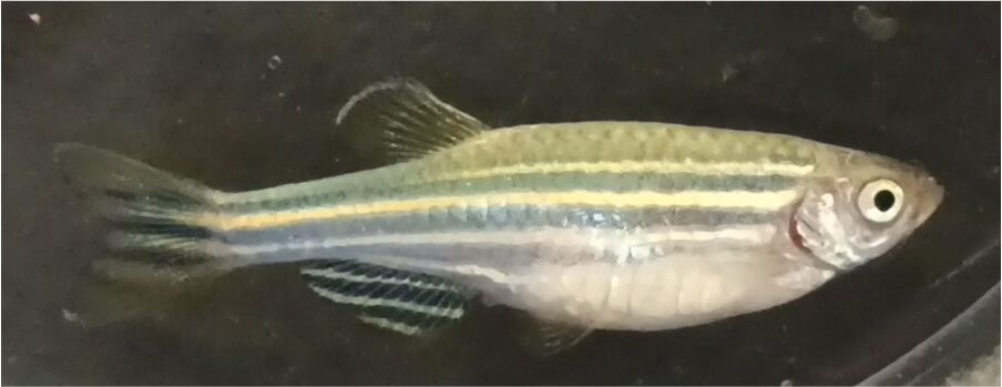 pez cebra