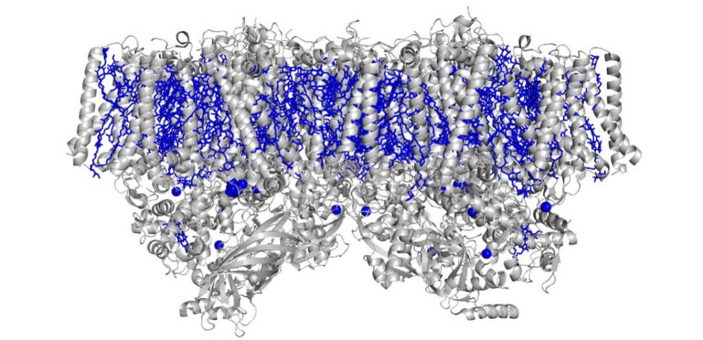 Figura 2. Representación de la estructura cristalina del fotosistema II (PDB 1IZL). Este fotosistema participa en la fotosíntesis de las plantas. La proteína en gris y los cromóforos que la componen en azul