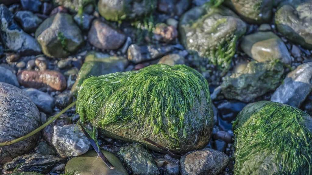 La belleza oculta de los arribazones de algas en las playas 2