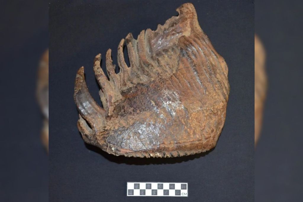 Uno de los molares de mamut con rasgos híbridos que fueron objeto de análisis en la investigación