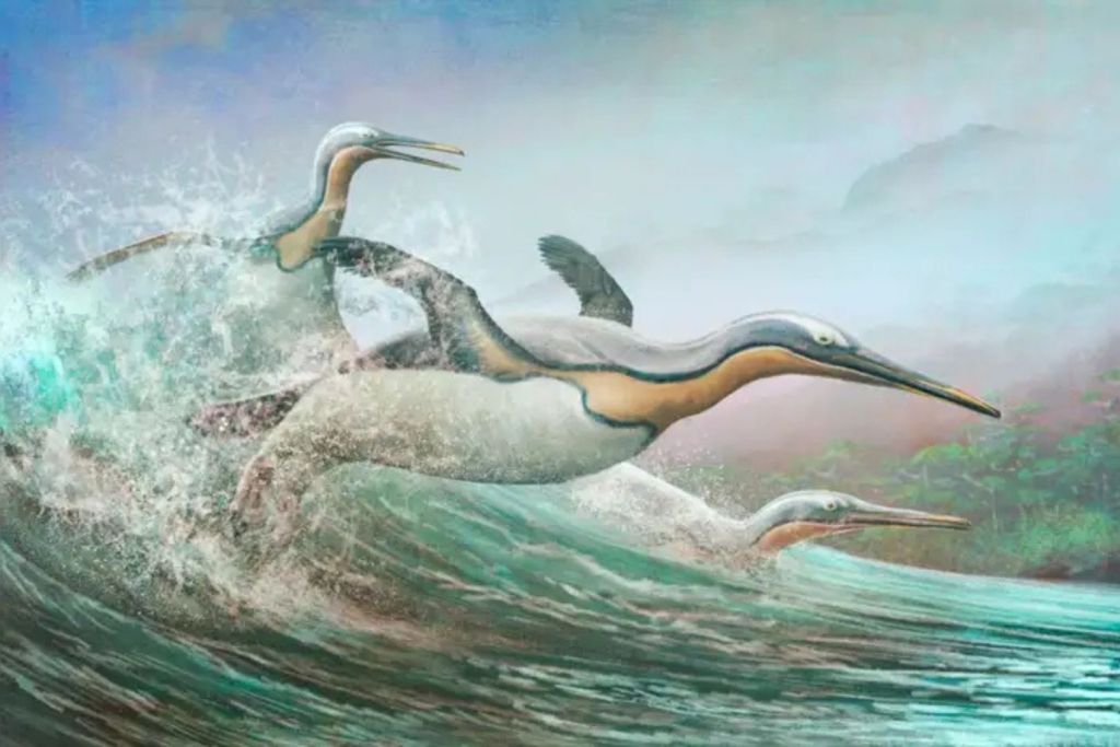 Los antiguos parientes de los pingüinos se diversificaron rápidamente tras la extinción masiva del Cretácico