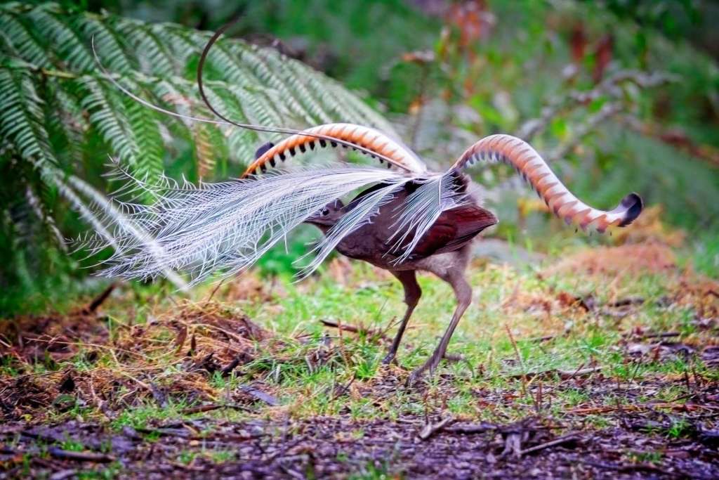Una fotografía de un magnífico ave lira tomada en Victoria, Australia