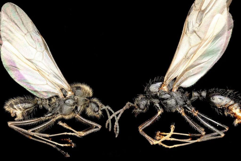 Según los investigadores, esta relación inusual parece aportar ventajas evolutivas a ambas especies