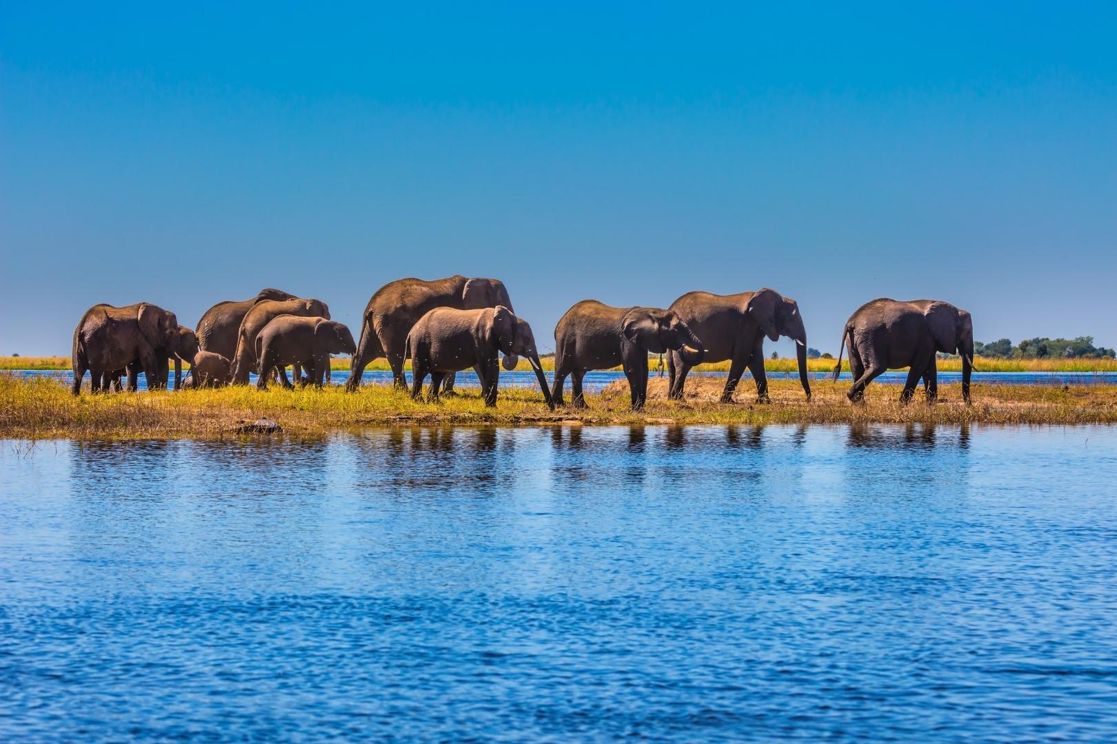 Un yacimiento en Tanzania revela cómo los primeros humanos ya despiezaban elefantes hace 1,78 millones de años, mucho antes de lo que se creía