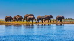 Un yacimiento en Tanzania revela cómo los primeros humanos ya despiezaban elefantes hace 1,78 millones de años, mucho antes de lo que se creía