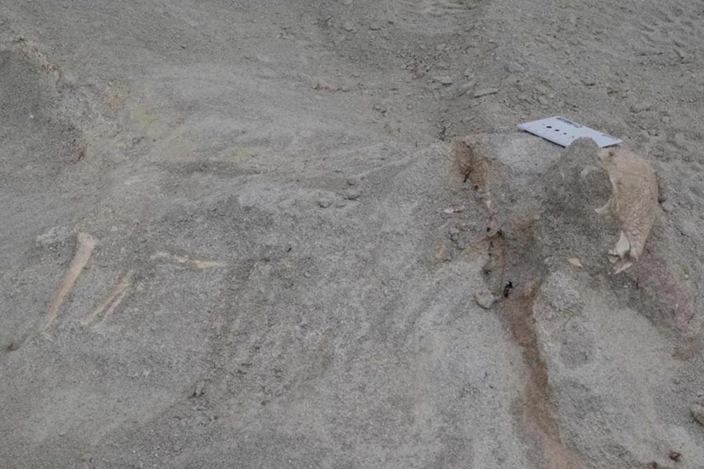 El fósil apareció incrustado entre las capas rocosas de la Formación Khuren Dukh, en Mongolia