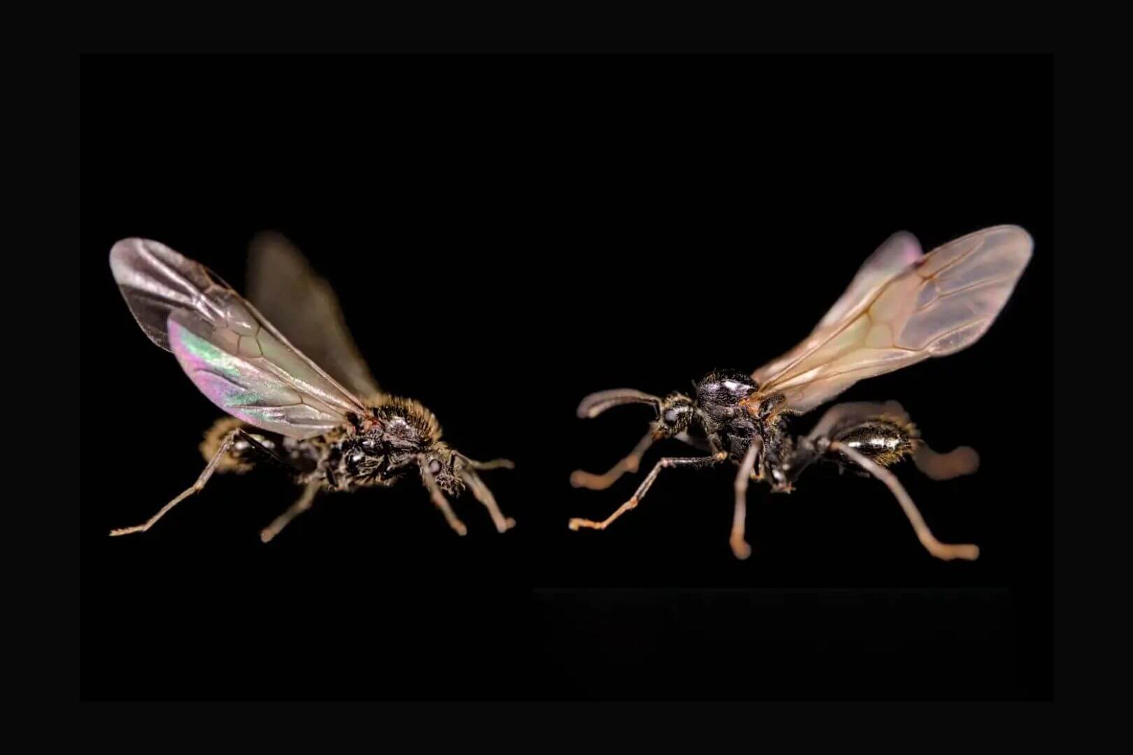 Dos machos de especies diferentes, nacidos de la misma madre: a la izquierda, Messor ibericus; a la derecha, Messor structor