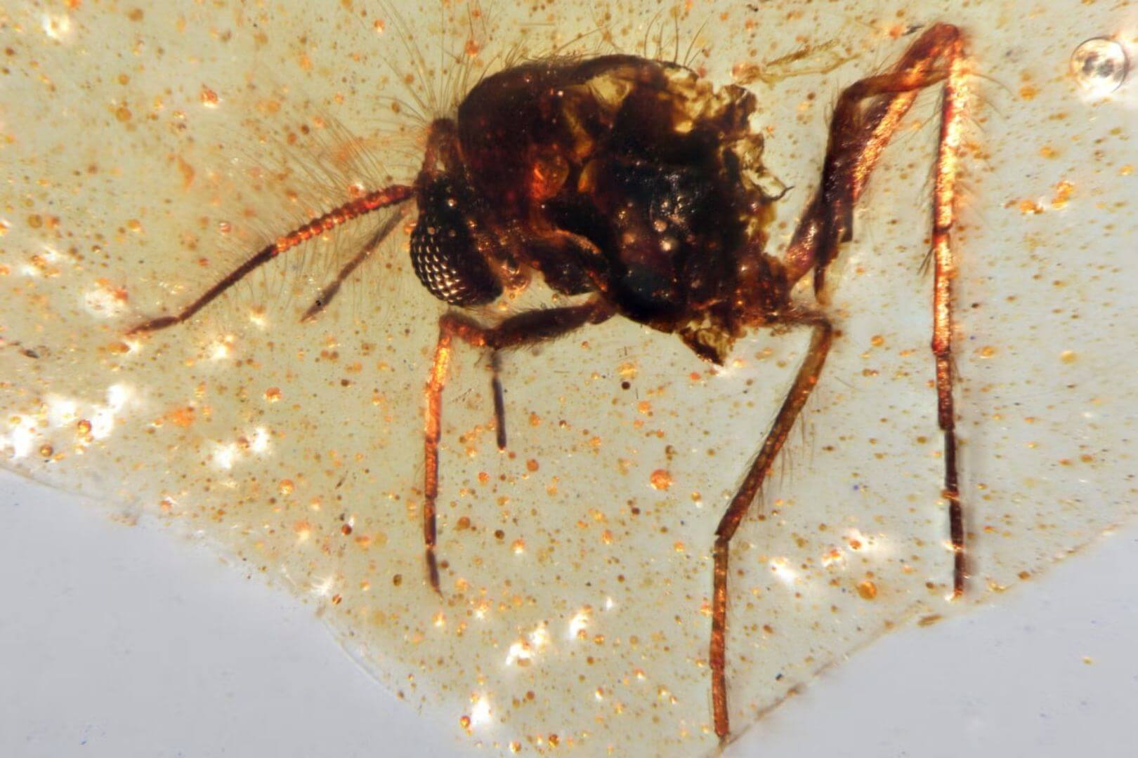 Insectos atrapados en ámbar revelan cómo era la Amazonía hace 112 millones de años