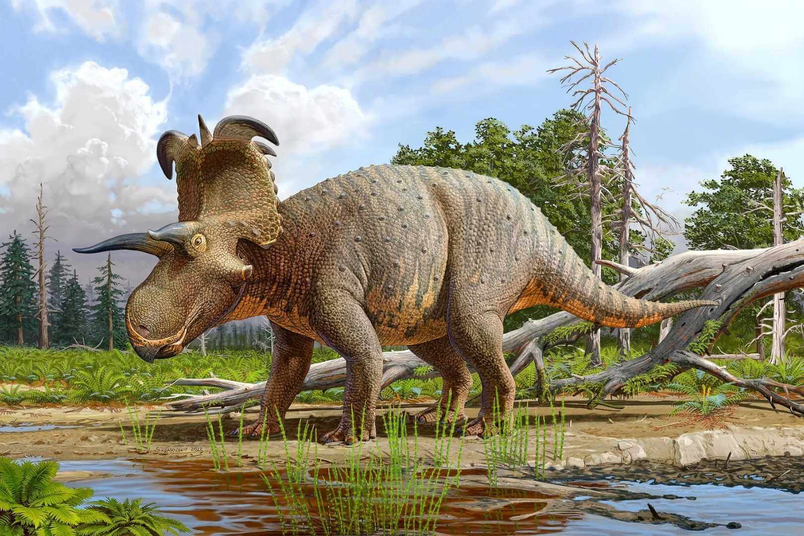 Reconstrucción artística de Lokiceratops rangiformis, una peculiar especie de dinosaurio cornudo identificada a partir de fósiles hallados en las tierras áridas del norte de Montana