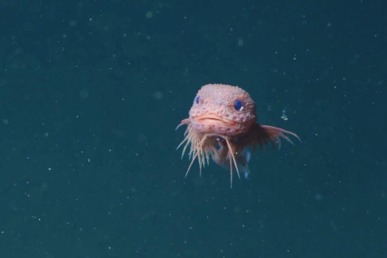El llamado Careproctus colliculi, un pequeño pez gelatinoso de tono rosado, es una de las tres nuevas especies abisales identificadas recientemente en las profundidades del Pacífico