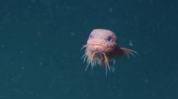 El llamado Careproctus colliculi, un pequeño pez gelatinoso de tono rosado, es una de las tres nuevas especies abisales identificadas recientemente en las profundidades del Pacífico
