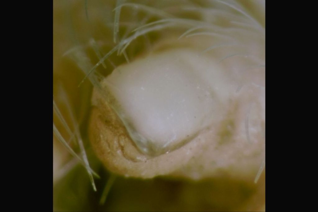 La mano de una rata canguro, con su característico pulgar y uña plana, ilustra cómo algunos roedores emplean sus extremidades delanteras para sujetar y manipular su alimento