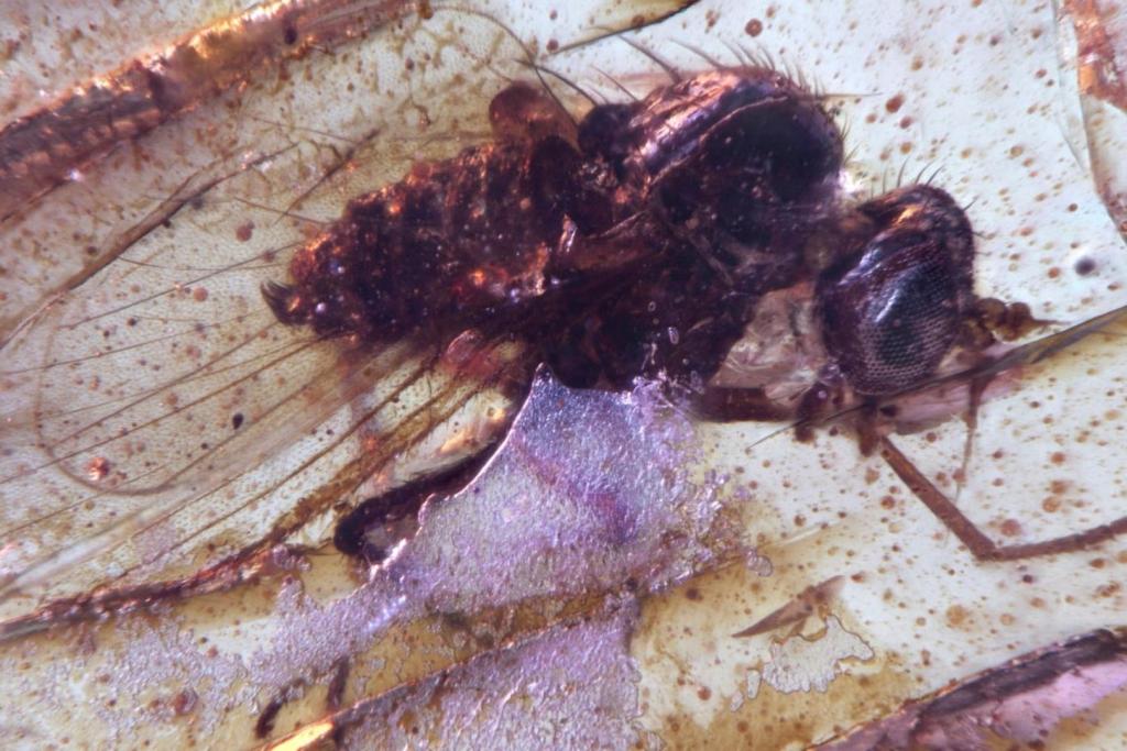 Una diminuta mosca de patas largas quedó atrapada en ámbar hace más de 100 millones de años en lo que hoy es Ecuador