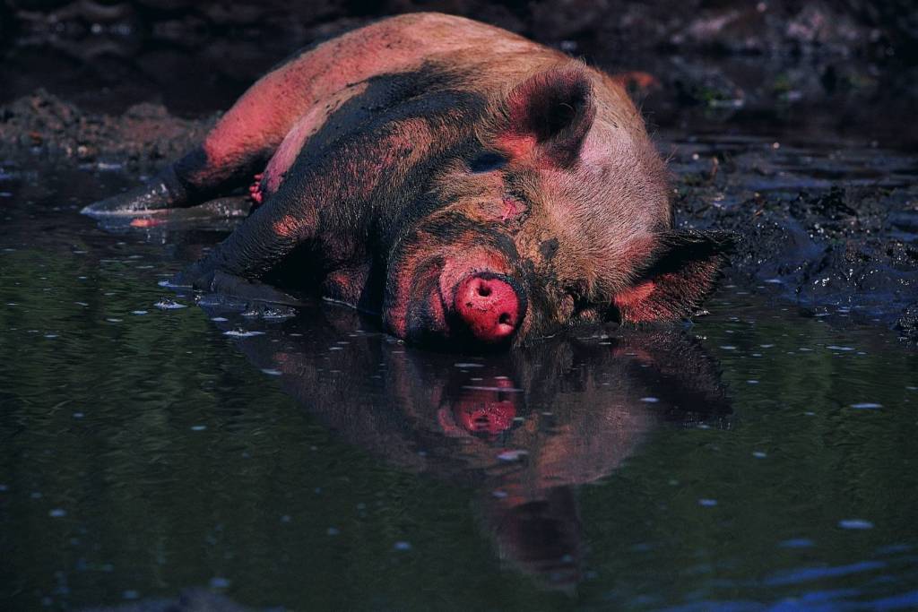 La expresión “sudar como un cerdo” no tiene base científica… y su origen es mucho más curioso