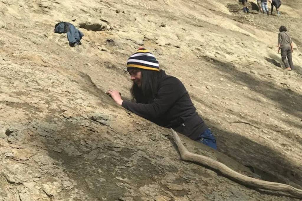 Paleontólogos han encontrado en la formación Waipara Greensand, en Nueva Zelanda, restos fósiles pertenecientes a diez especies distintas de pingüinos