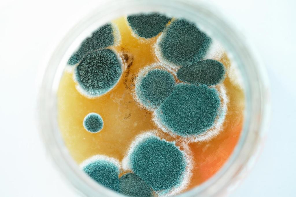 Lo que parecía un simple moho contaminante resultó ser la clave para combatir infecciones mortales: así nació la penicilina