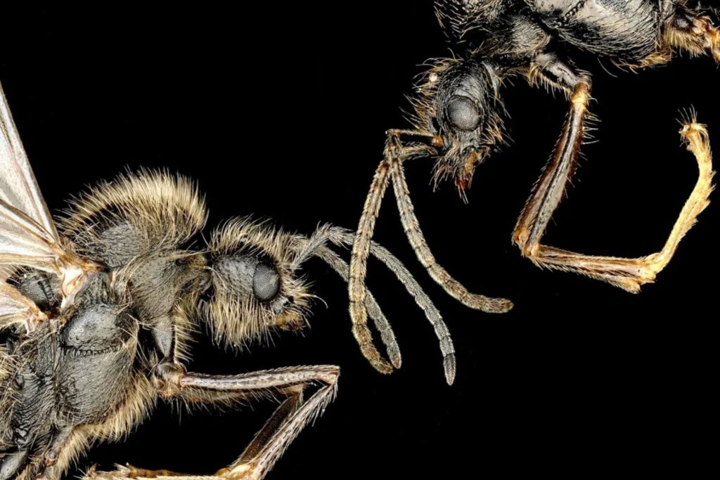 Las reinas de la hormiga ibérica son capaces de poner huevos que dan lugar a machos de dos especies distintas