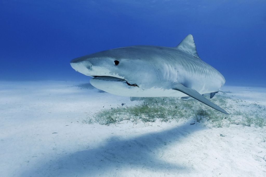 El nuevo estudio revela que los tiburones actuales descienden de especies que pasaron millones de años ancladas al fondo marino