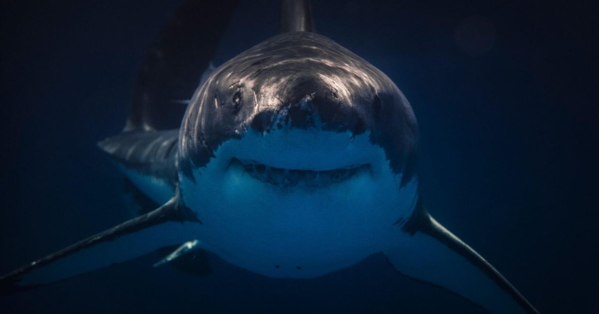 El sorprendente origen de los tiburones que conocemos hoy: descubren que vivieron 200 millones de años en el fondo del mar antes de conquistar el océano