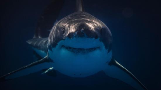 Hoy asociamos a los tiburones con las aguas profundas y abiertas, pero durante la mayor parte de su historia fueron habitantes discretos del lecho marino