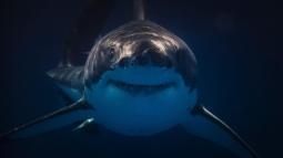 Hoy asociamos a los tiburones con las aguas profundas y abiertas, pero durante la mayor parte de su historia fueron habitantes discretos del lecho marino