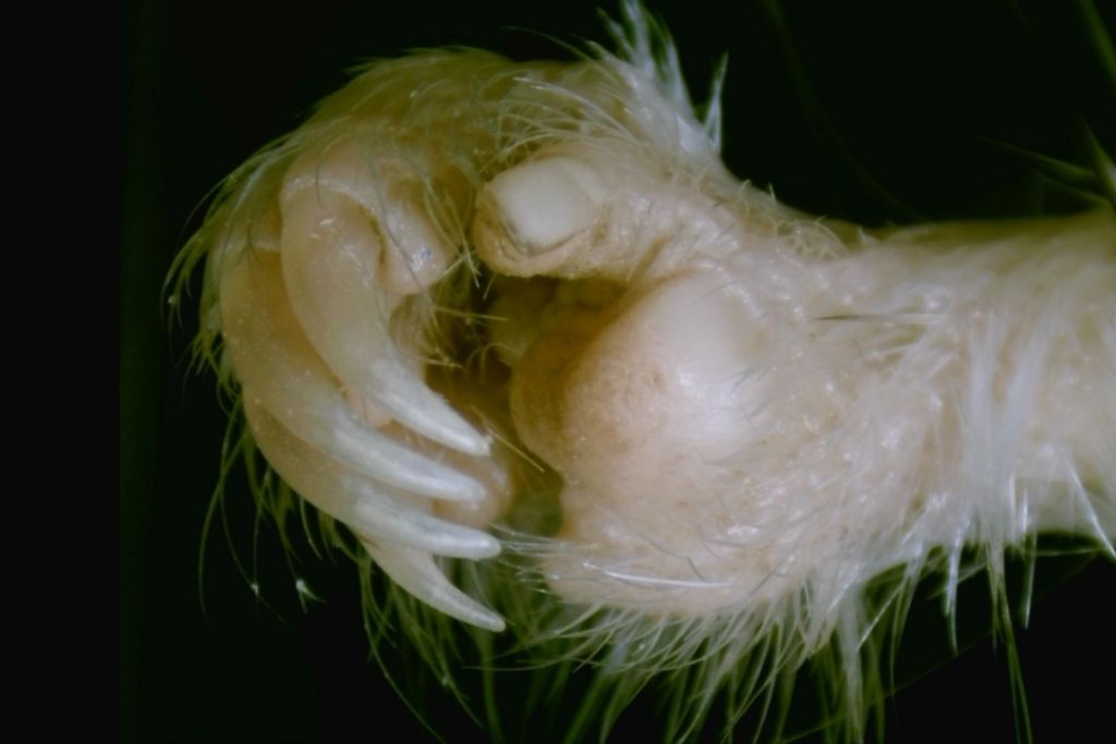 Una imagen detallada muestra la mano completa de una rata canguro, donde se aprecian claramente las garras curvas en sus dedos y, en contraste, la uña plana y diminuta en su pulgar