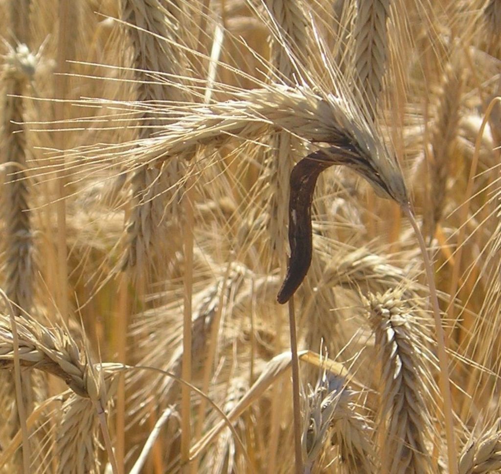 Claviceps purpurea