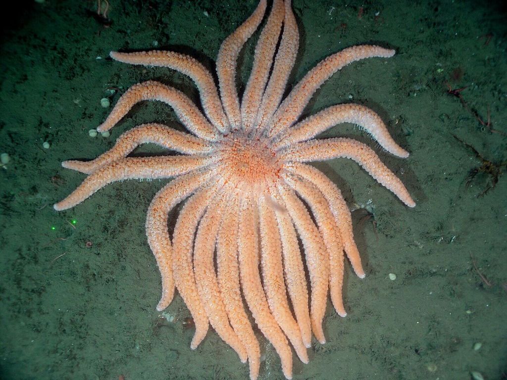 Descubren la bacteria que eliminó miles de millones de estrellas de mar: el hallazgo pone fin a más de una década de dudas sobre la mayor epidemia submarina registrada