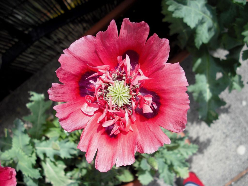 Flor de la adormidera