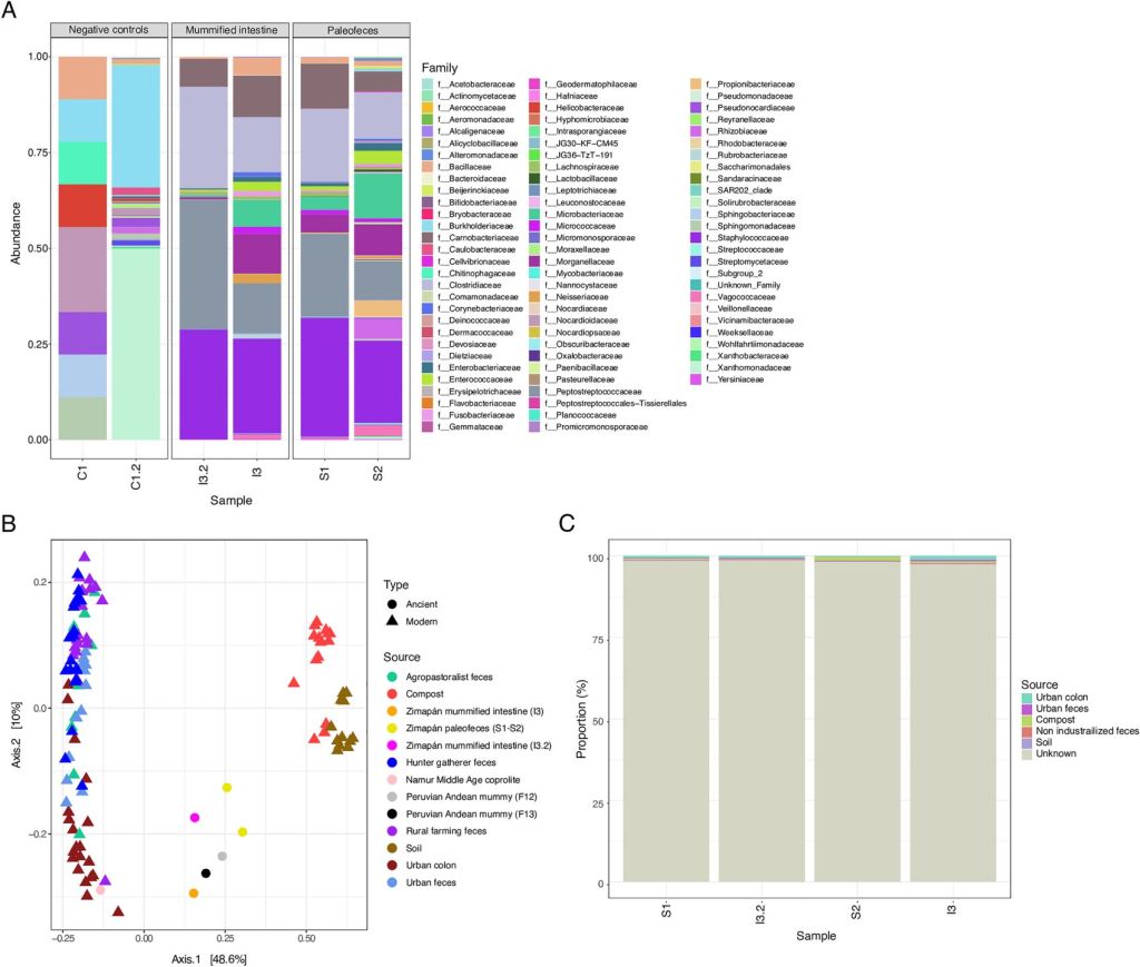 Bacterias intestinales del hombre de Zimapán
