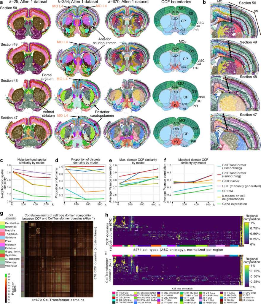 El nuevo mapa del cerebro del ratón hecho por IA muestra zonas nunca antes vistas y revoluciona la anatomía del cerebro