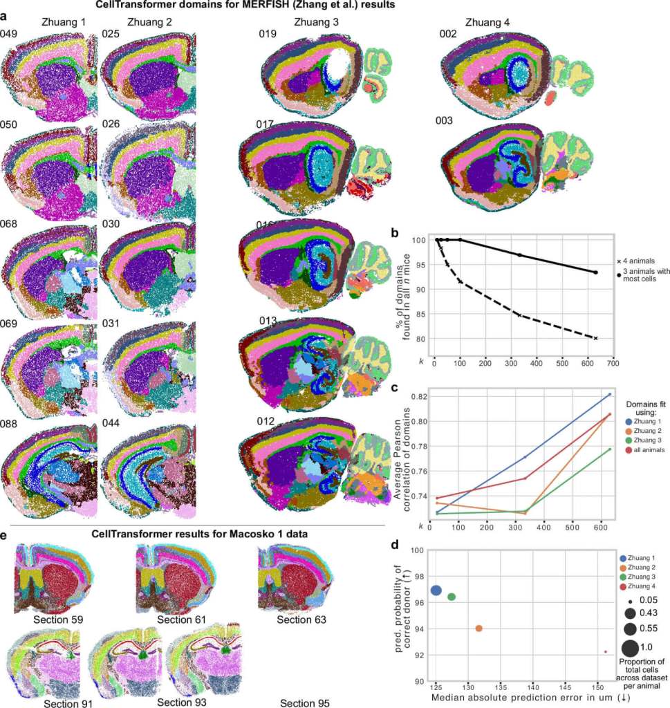 El nuevo mapa del cerebro del ratón hecho por IA muestra zonas nunca antes vistas y revoluciona la anatomía del cerebro