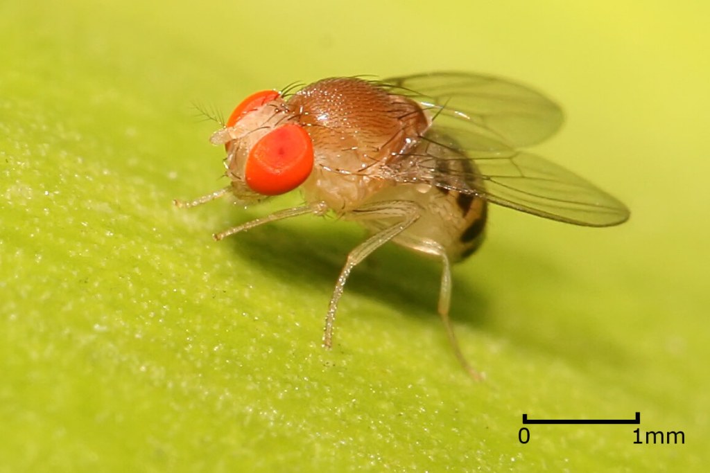 La pequeña mosca de la fruta nos mostró un gran secreto: demasiada grasa puede borrar la memoria. 