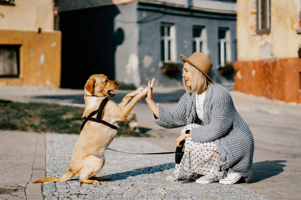 El contacto con perros podría tener un efecto antiestrés y antienvejecimiento, según nuevos hallazgos científicos 1