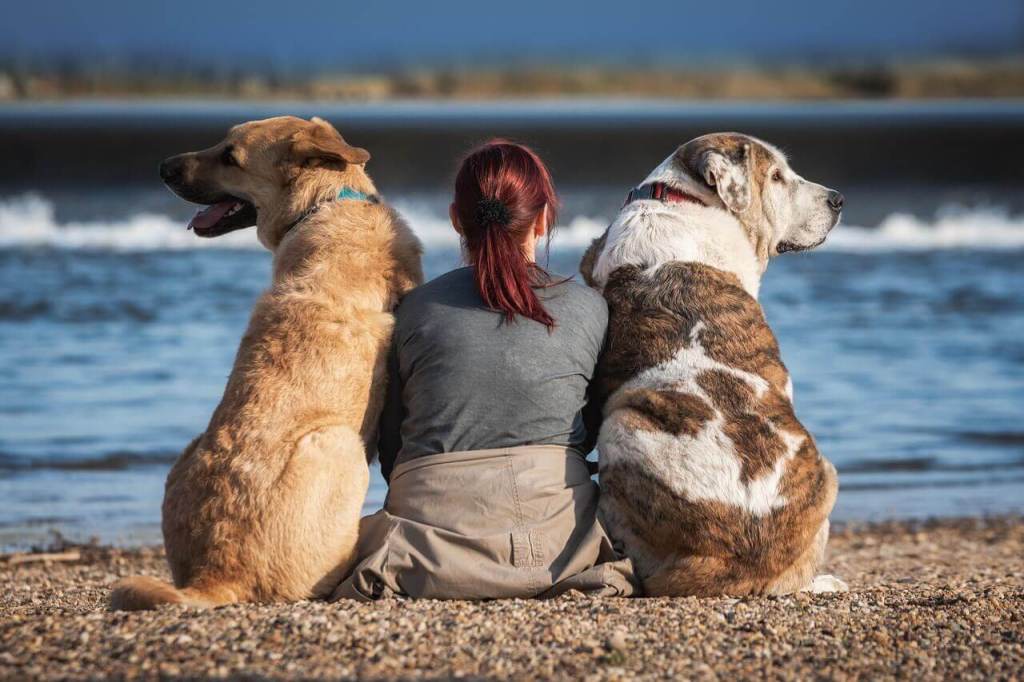 El contacto con perros podría tener un efecto antiestrés y antienvejecimiento, según nuevos hallazgos científicos 2