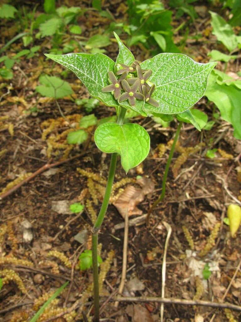 Esta flor huele a hormigas moribu