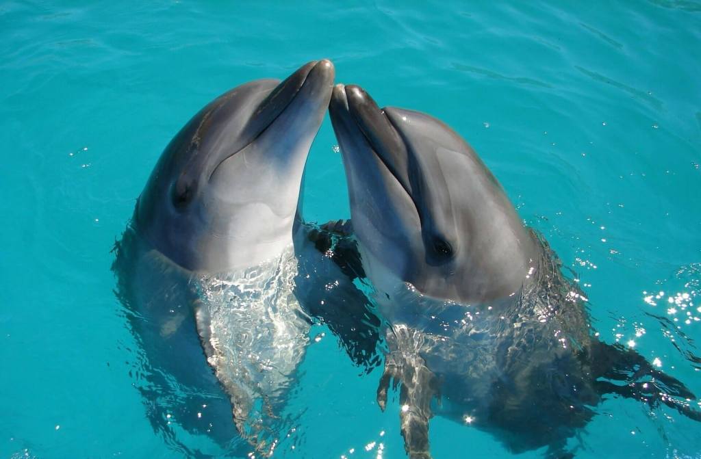 Los científicos hallaron en los delfines un espejo de lo que podría ocurrir con los humanos en ambientes contaminados.
