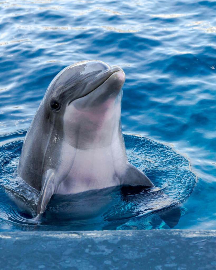 delfines