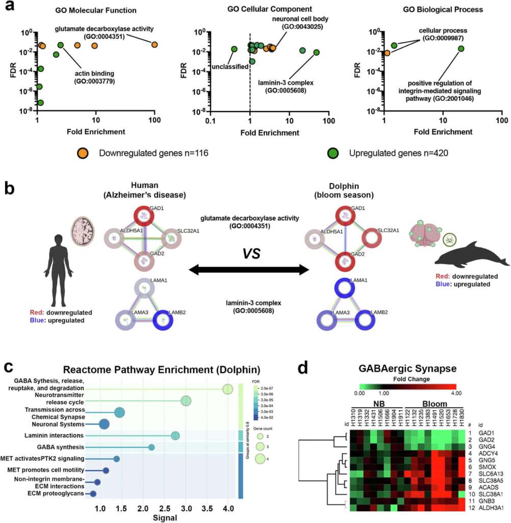 La alarmante señal del océano- delfines expuestos a algas tóxicas muestran daños cerebrales similares al Alzheim 2