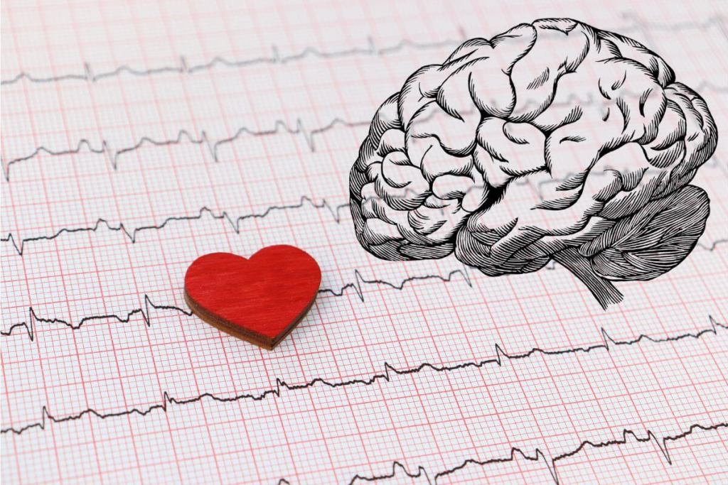 Un estudio del Max Planck revela que cada latido del corazón da forma a los pensamientos y emociones 3