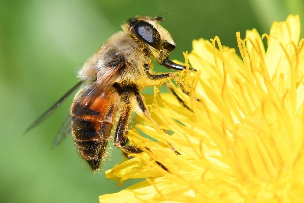 Las abejas salvajes cumplen un papel crucial en la polinización de ecosistemas naturales