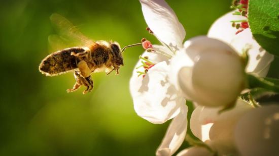 Por primera vez, se reconoce que las abejas que viven sin intervención humana están en peligro de extinción