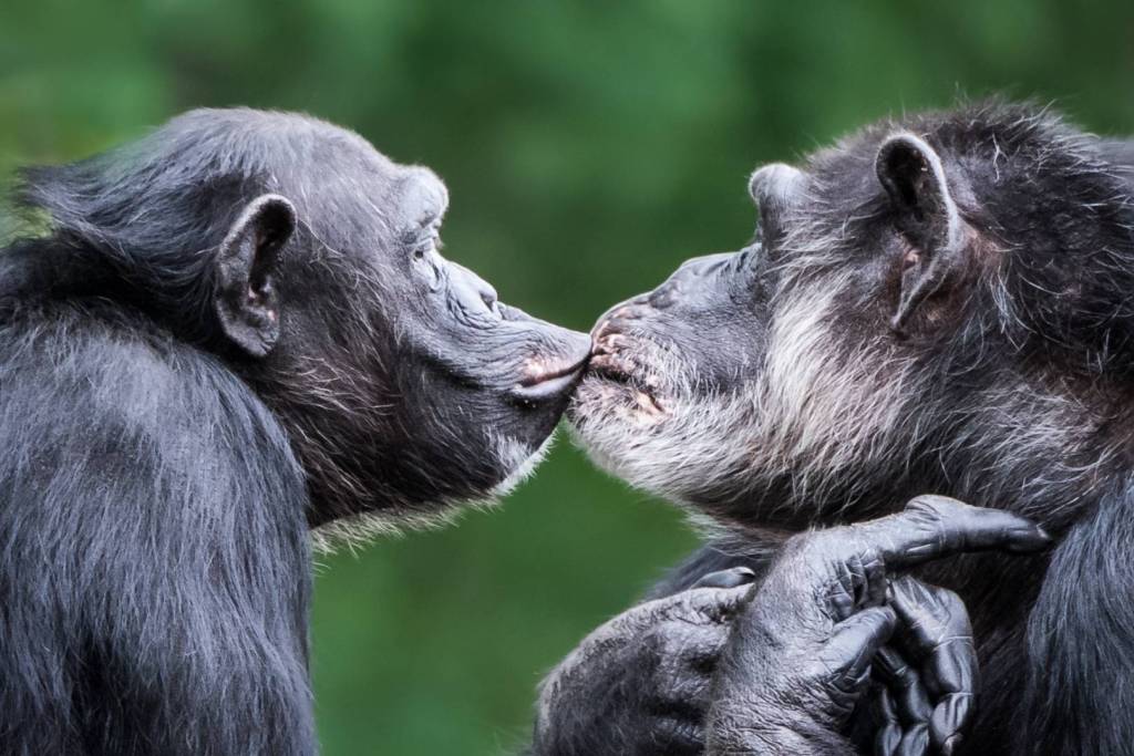 En los chimpancés, como en muchos primates, las hembras suelen vivir más que los machos, un patrón que refleja antiguas estrategias evolutivas de reproducción y cuidado parental