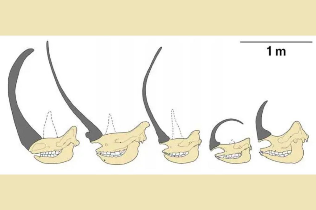 La ilustración compara los cuernos más largos de rinocerontes extintos y actuales, ordenados de mayor a menor