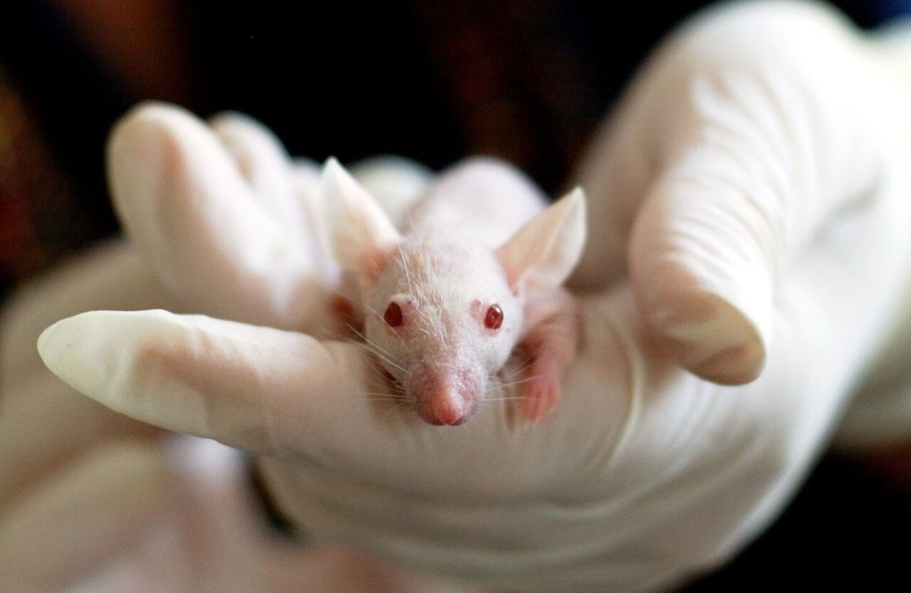 Para el autor, las preguntas sobre conciencia animal también son preguntas sobre responsabilidad moral y bienestar.